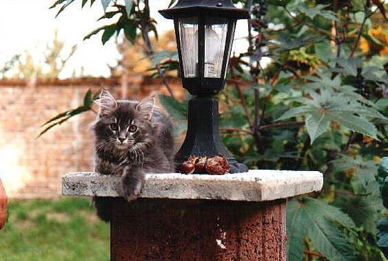 C�sar of Wildcatstar, Maine Coon blue-classic-tabby